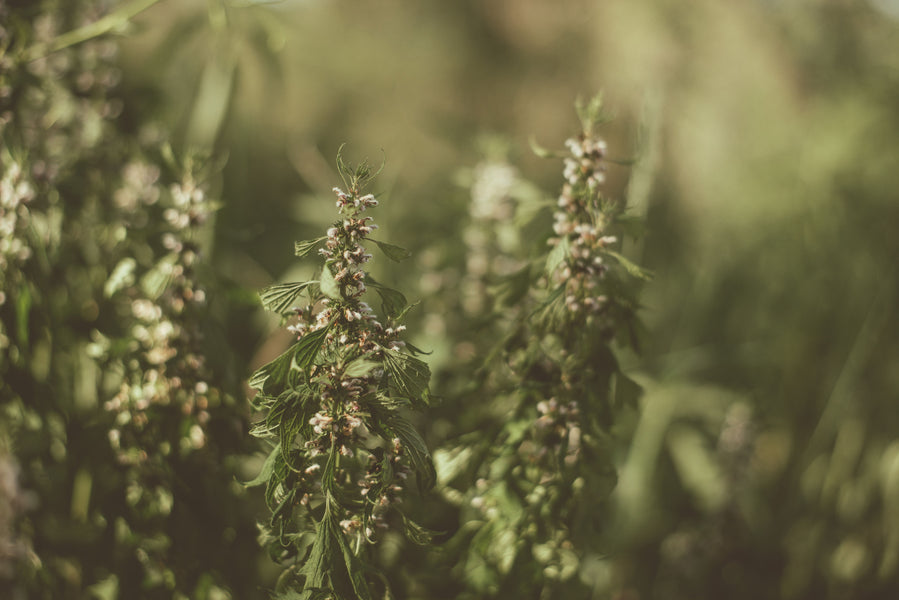 How to make a Motherwort Tincture